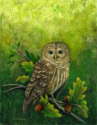 Barred Owl - BD-BO