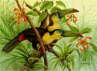 Toucans - BD-2TOU 